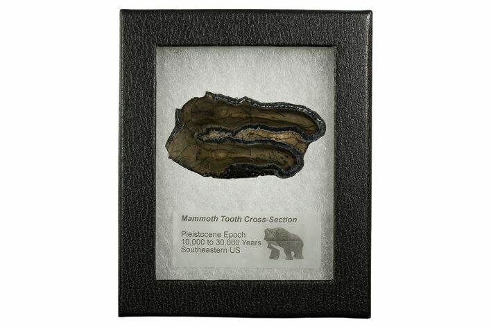 Mammoth Molar Slice With Case - South Carolina #337742